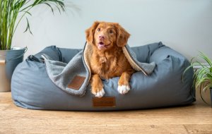 Какие напольные покрытия выбрать, если есть домашние животные