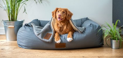 Какие напольные покрытия выбрать, если есть домашние животные