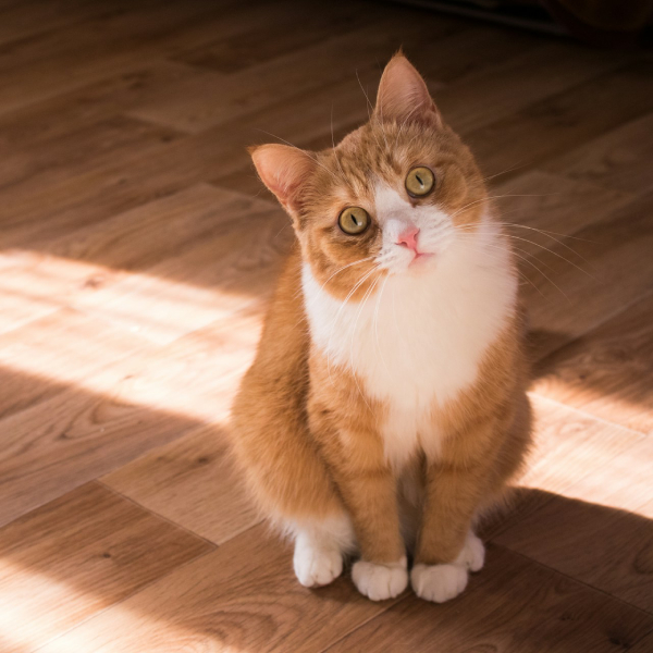 Какие напольные покрытия выбрать, если есть домашние животные