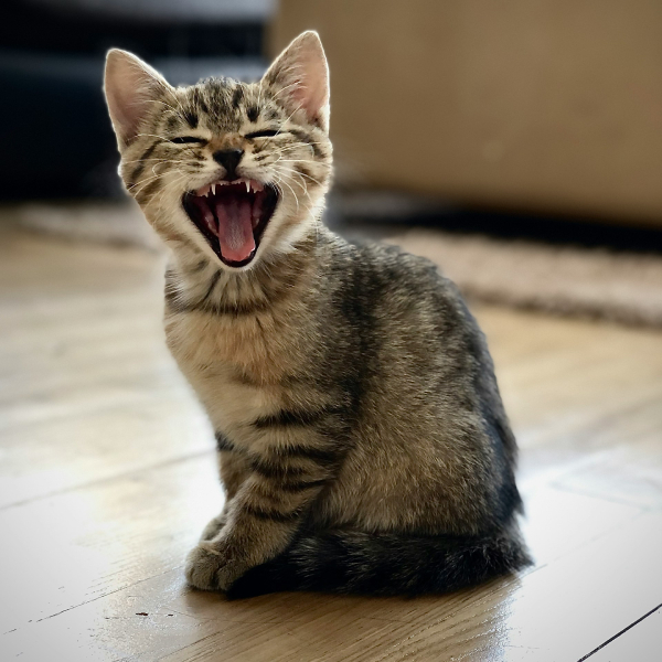 кот на ламинате