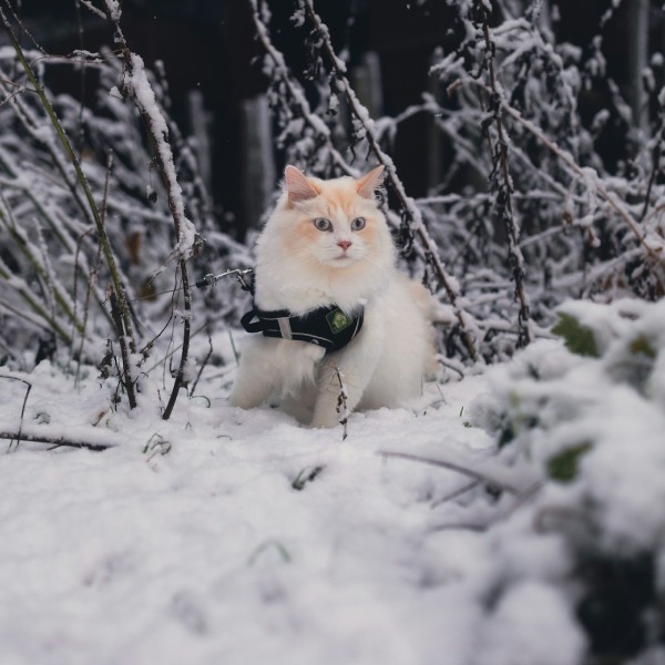 прогулка с котом на шлейке зимой