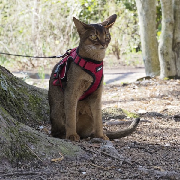 шлейка на кошке абиссинской породы