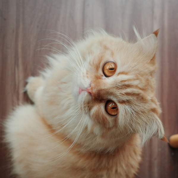 линолеум и кот