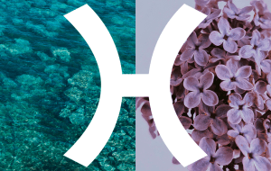 Влияние цвета на знаки зодиака: Рыбы