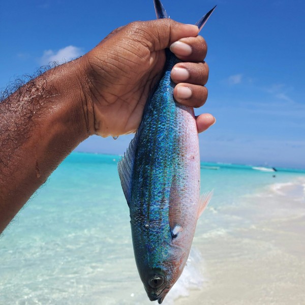 рыба Мальдивы, Тодду