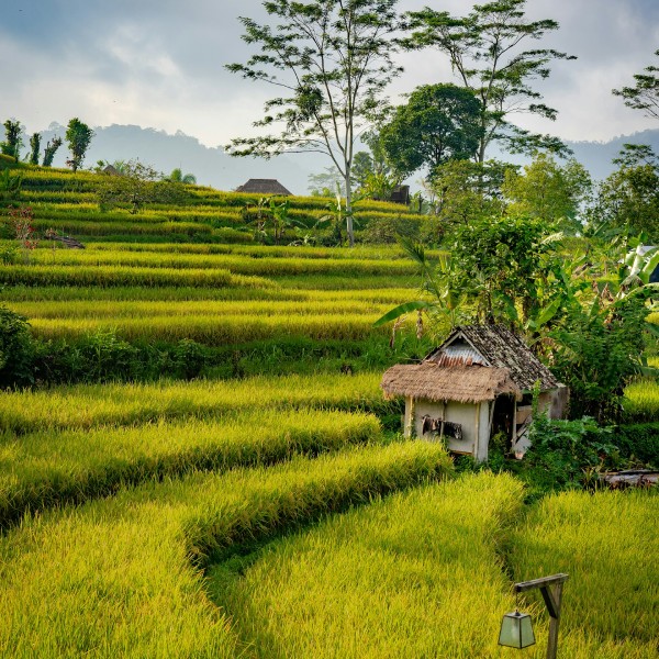 рисовые террасы бали май