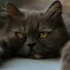 Как пережить смерть кошки