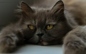 Как пережить смерть кошки
