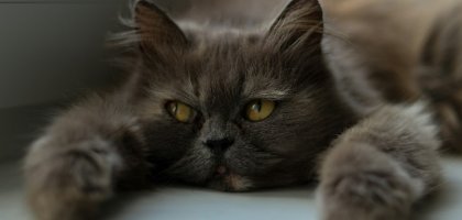 Как пережить смерть кошки