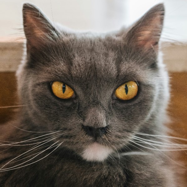 как пережить смерть питомца кошки