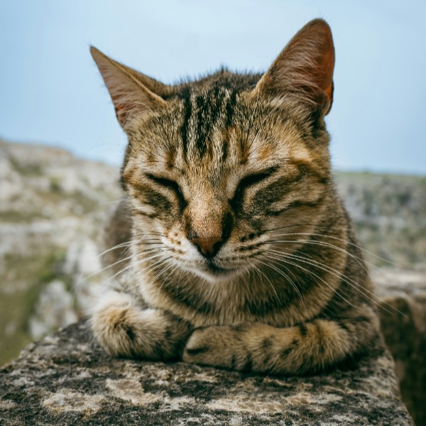 как пережить смерть питомца кошки