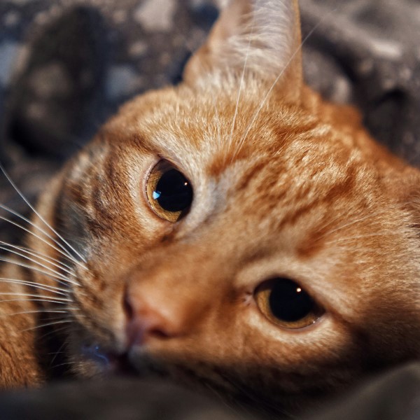 как пережить смерть питомца кошки