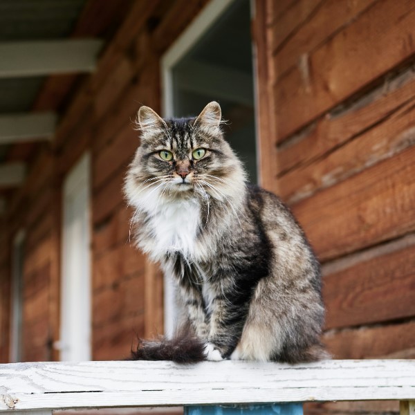 как пережить смерть питомца кошки