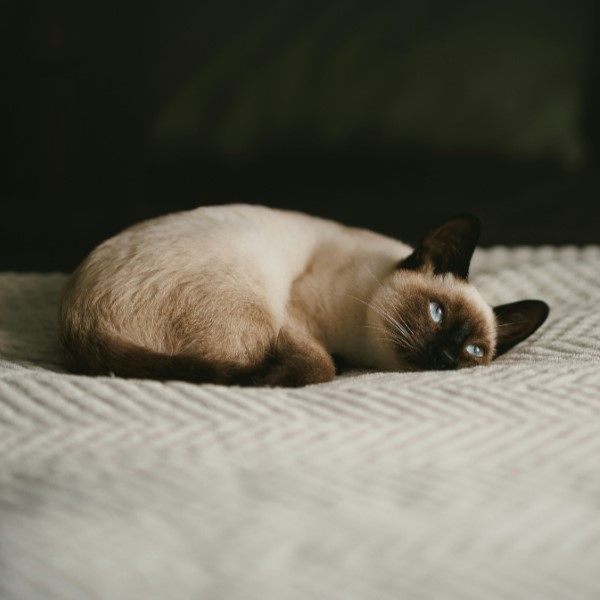 как пережить смерть питомца кошки