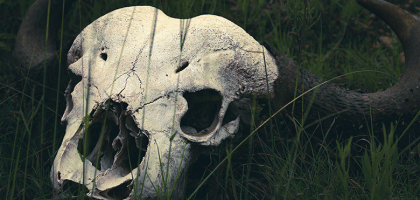 Убивать животное