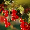 Почему у смородины скручиваются листья и что с этим делать