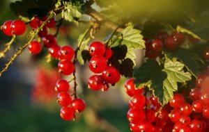 Почему у смородины скручиваются листья и что с этим делать