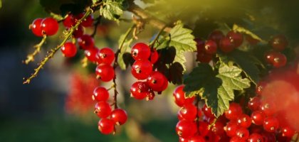 Почему у смородины скручиваются листья и что с этим делать