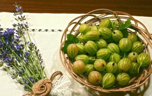 Крыжовник: вредители, болезни и меры борьбы с ними