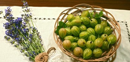 Крыжовник: вредители, болезни и меры борьбы с ними