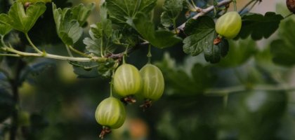 Почему осыпаются завязи у крыжовника