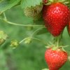 Соседи клубники: что можно сажать рядом, а что — категорически нет