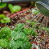 Чем подкормить клубнику в мае для крупных и сладких ягод