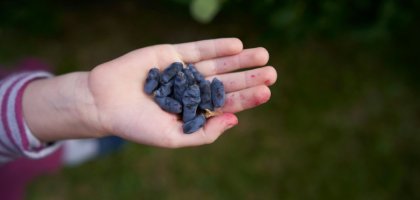 Жимолость — первая ягода мая: как ухаживать, чтобы не горчила