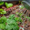 Как правильно поливать клубнику во время цветения, чтобы ягоды не были водянистыми