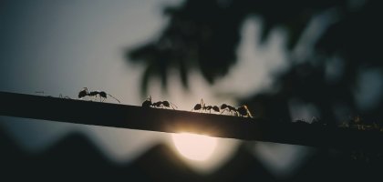 Как вывести муравьев с участка, теплицы и дома: профессиональные средства и народные методы