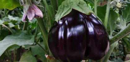 Баклажаны в июне: прищипывать или нет?