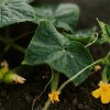 Огурцы в июне: как поливать, чтобы не горчили