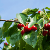 Вишня и черешня в июне: как защитить урожай от птиц без сетки