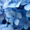 Гортензии в июне: подкормка для голубых цветов