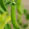 Горох и фасоль в июне: как подвязать и чем подкормить