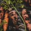 Морковь и свекла в июне: прореживание и первая подкормка