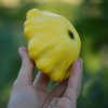Кабачки и патиссоны в июне: почему желтеют завязи