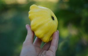 Кабачки и патиссоны в июне: почему желтеют завязи