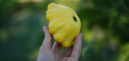 Кабачки и патиссоны в июне: почему желтеют завязи