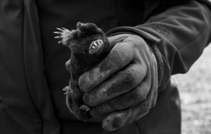 Как избавиться от кротов на дачном участке