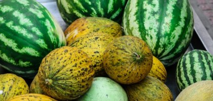 Арбуз или дыня: сравниваем пользу и вкуса