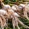 Чеснок в июле: почему важно не опоздать с уборкой?