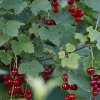 Чай из смородины: польза и вред для организма