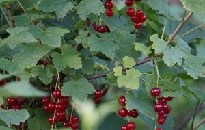 Чай из смородины: польза и вред для организма