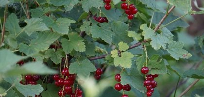 Чай из смородины: польза и вред для организма