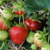 Клубника в июле: как отращивать усы для рассады, а не для загущения