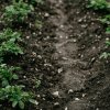 Картофель в июле: почему ботва сохнет до цветения