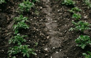 Картофель в июле: почему ботва сохнет до цветения