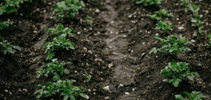 Картофель в июле: почему ботва сохнет до цветения