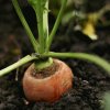 Морковь в июле: почему «рогатится» и как её правильно проредить